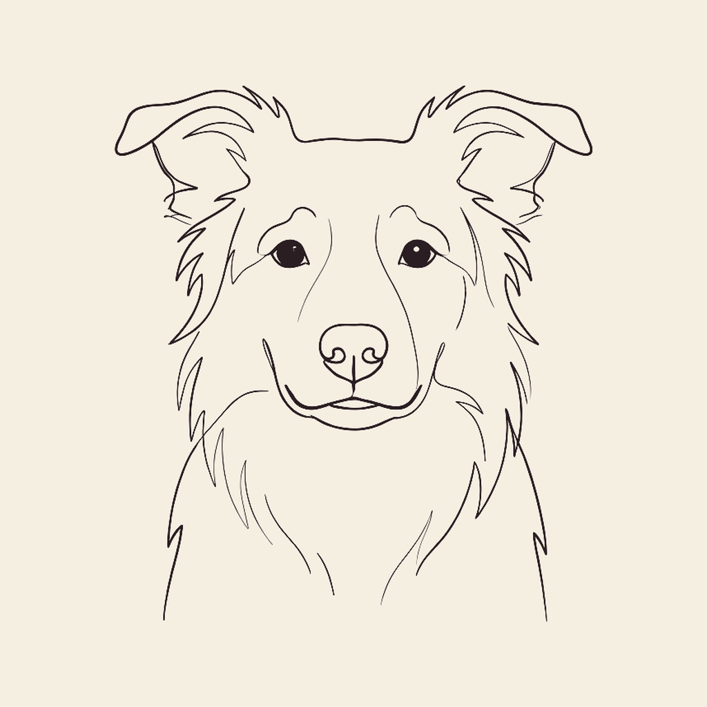Border collie